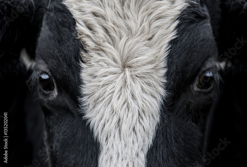 Canvas Print Cow, face close up