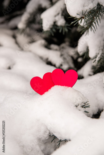 Two red hearts lie on the snow-covered fir branches 