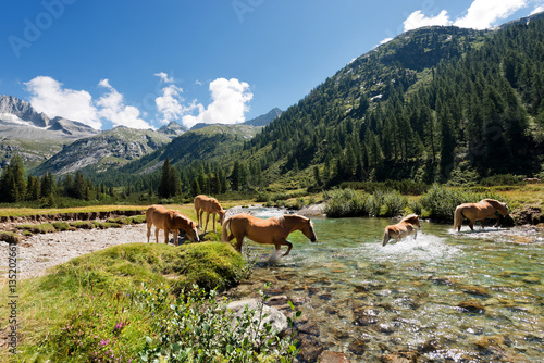 Fotografia Horses in National Park of Adamello Brenta - Italy