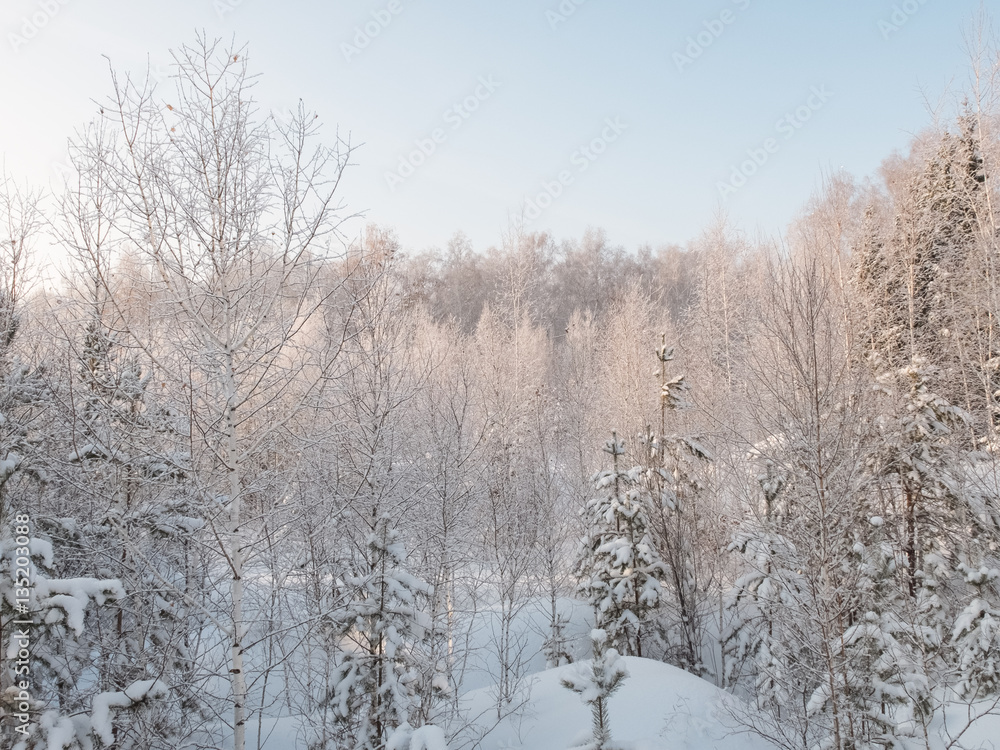 The trees in the forest covered with snow The trees in the forest covered with snow