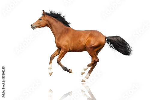 Bay horse run gallop isolated on white background