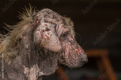 ugly stray dog with skin disease,social problem.