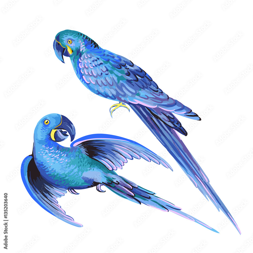 Obraz premium vector illustration of blue parrots. macaw parakeets.