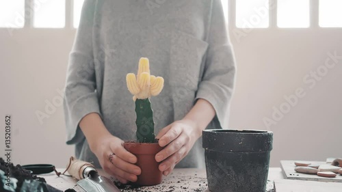 Lady in warm fleece t-shirt accurately takes out from cachepot beautiful grafted green cactus with yellow desert chin cacti and carefully checks the roots for pest and diseases and gently firms plant