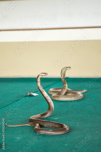 trained Cobra on show at the circus