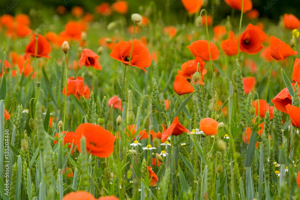 Obraz premium Mohn