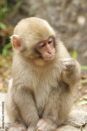 Japanese macaque (Macaca fuscata) - Yudanaka seifu-so - Japan © Tiago