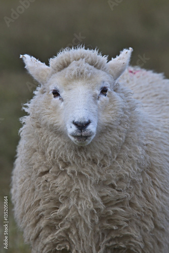 A portrait shot of a young sheep, Shetland, Scotland, UK.