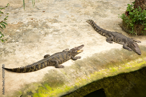 THAILAND Crocodile Farm and Zoo