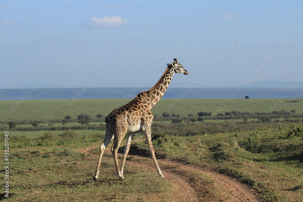 Obraz premium Giraffe crossing in Kenya
