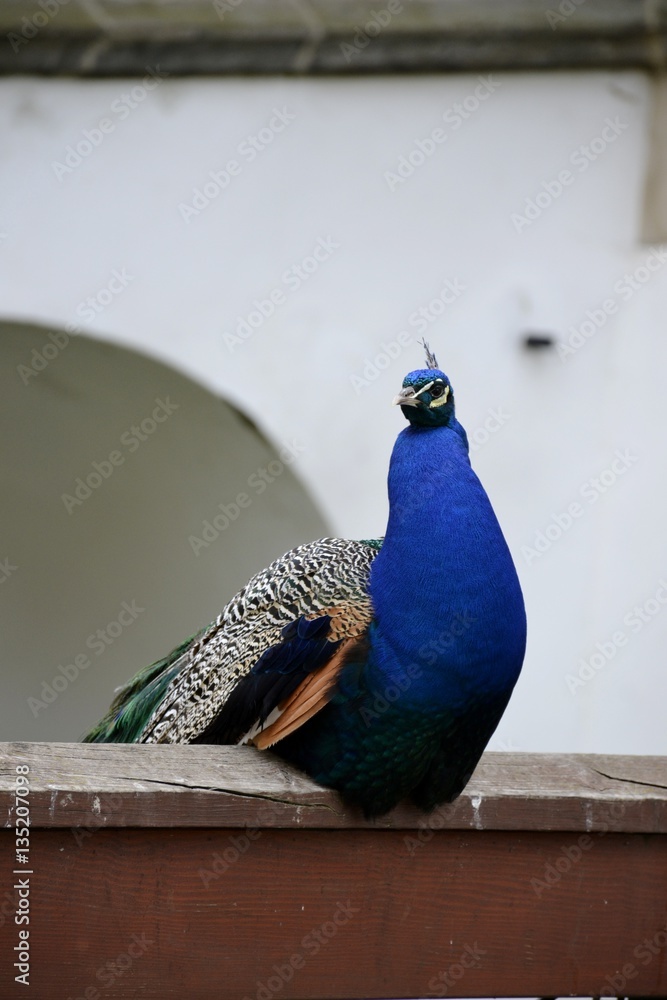 Detail of a wild peacock and architecture Detail of a wild peacock and architecture