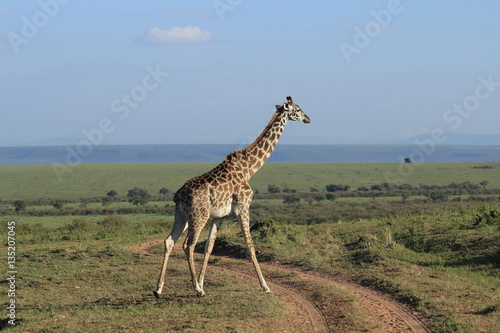 Giraffe crossing in Kenya
