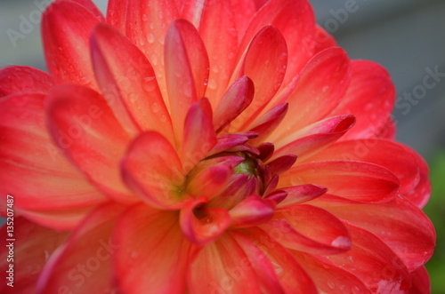 Blooming large red dahlia flower covered in dew