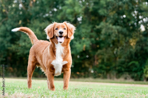 Cuadro en lienzo Young Nova Scotia Duck tolling Retriever