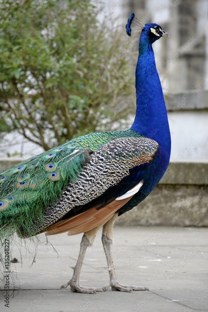 Detail of a wild peacock and architecture Detail of a wild peacock and architecture
