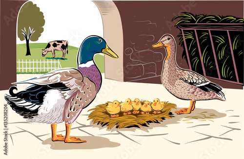 Male and female duck with some chicks.