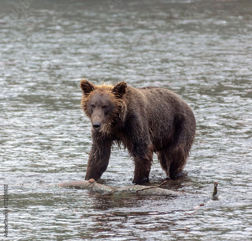 Kamchatka brown bear near the lake Dvukhyurtochnoe - Kamchatka, Russia photo