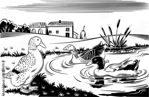 Ducks in a pond near a farm.