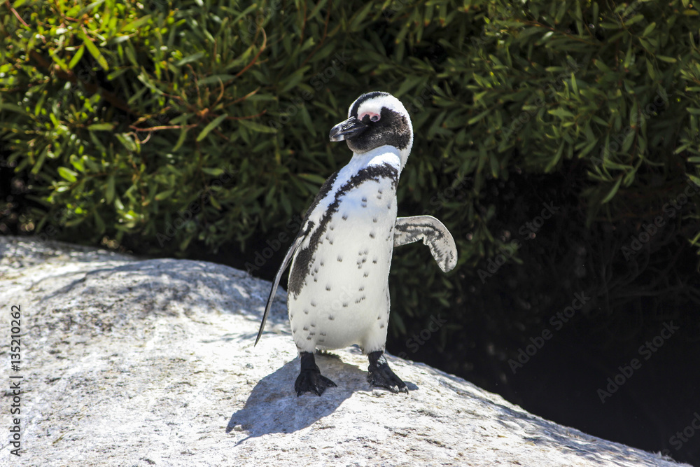 Obraz premium A penguin standing at Boulders Beach (Simon's Town, South Africa)