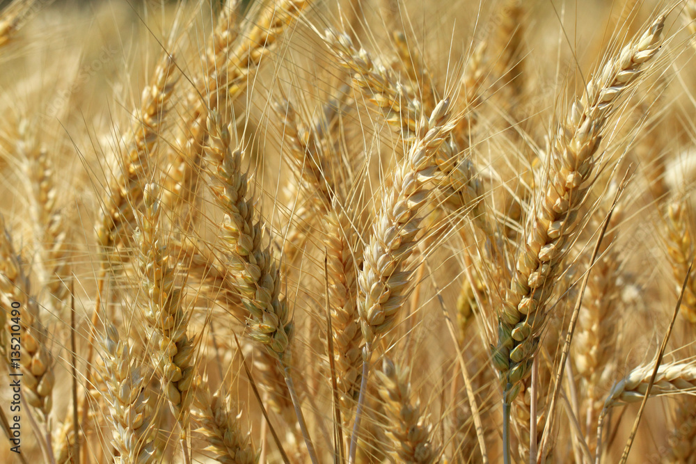 Ripe grain ready to east Ripe grain ready to east