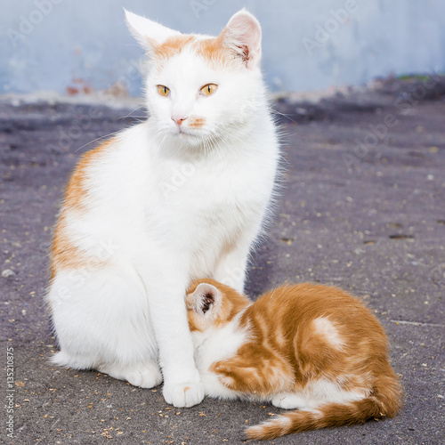 beautiful outdoor Mother cat feeding kitten