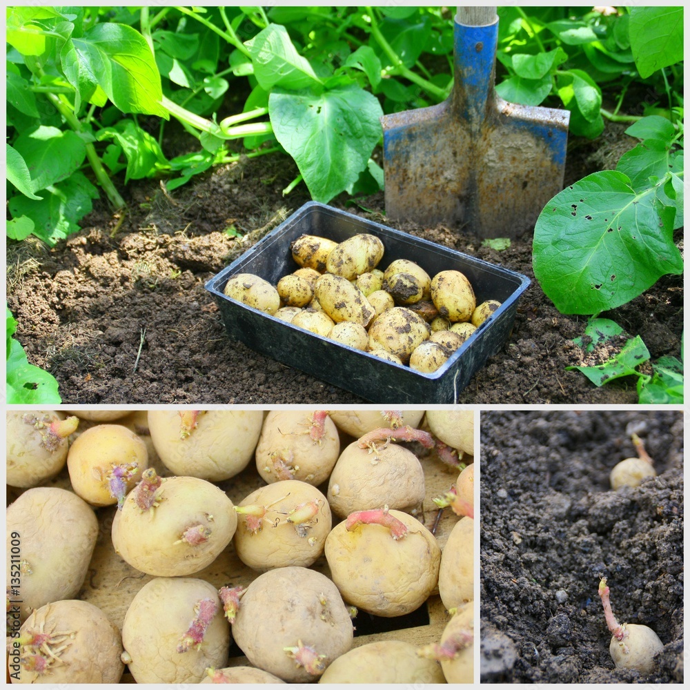 composition de culture de pomme de terre au printemps Stock Photo