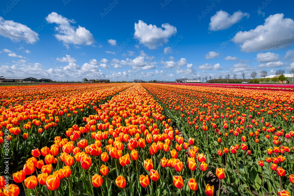Dutch bulb field
