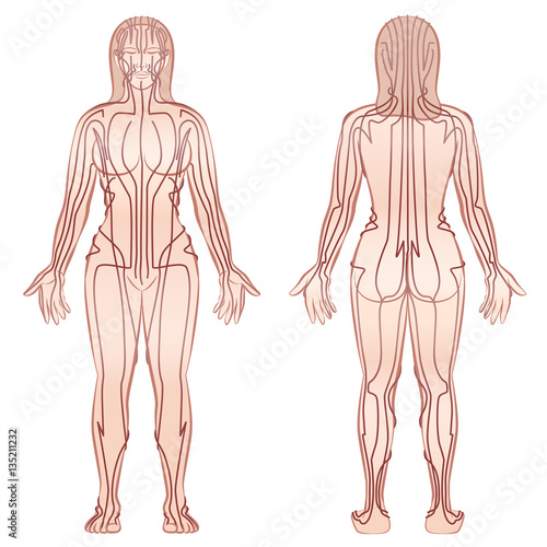 Meridians - meditating woman with main acupuncture meridians - front view, back view - Isolated vector illustration on white background.