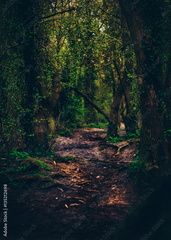 Obraz premium W dzicz