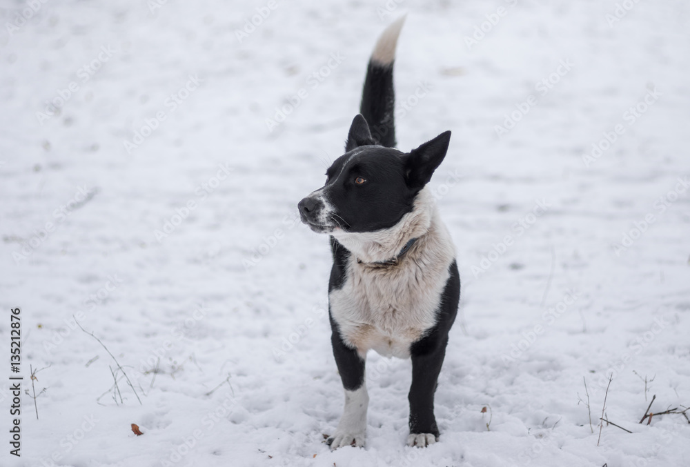 Cute black, stocky, mixed breed dog standing on a winter street ready to defend its territory