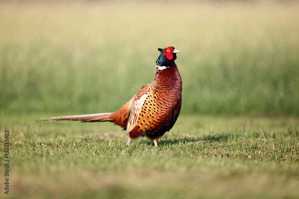 Fototapeta premium The common pheasant (Phasianus colchicus) in the grass