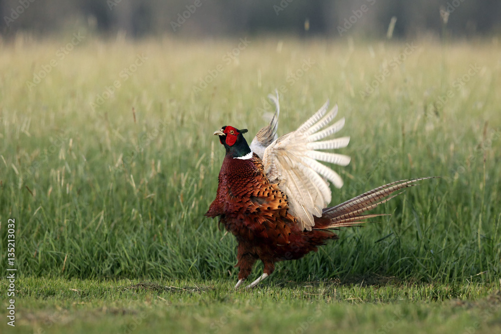 Fototapeta premium The common pheasant (Phasianus colchicus) mating call in the grass