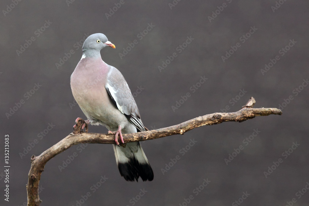 Fototapeta premium The common wood pigeon (Columba palumbus) on a branch with brown background