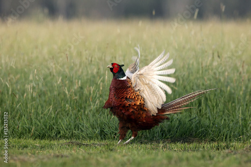 The common pheasant (Phasianus colchicus) mating call in the grass