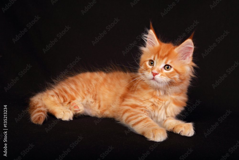 Adorable cute red solid maine coon kitten lying with beautiful b Adorable cute red solid maine coon kitten lying with beautiful b