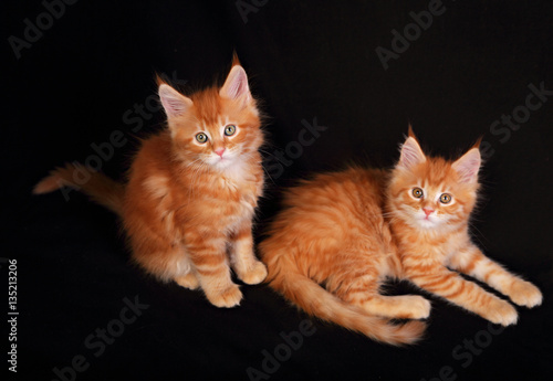 Two cute adorable red solid maine coon kitten lying with beautif © nastia1983
