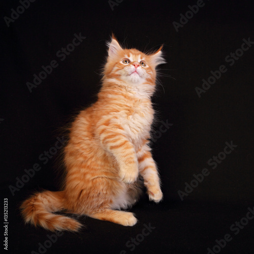 Funny adorable red solid maine coon kitten standing on two feet