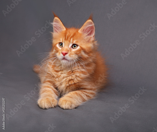 Red solid maine coon kitten lying with relaxing look with beauti