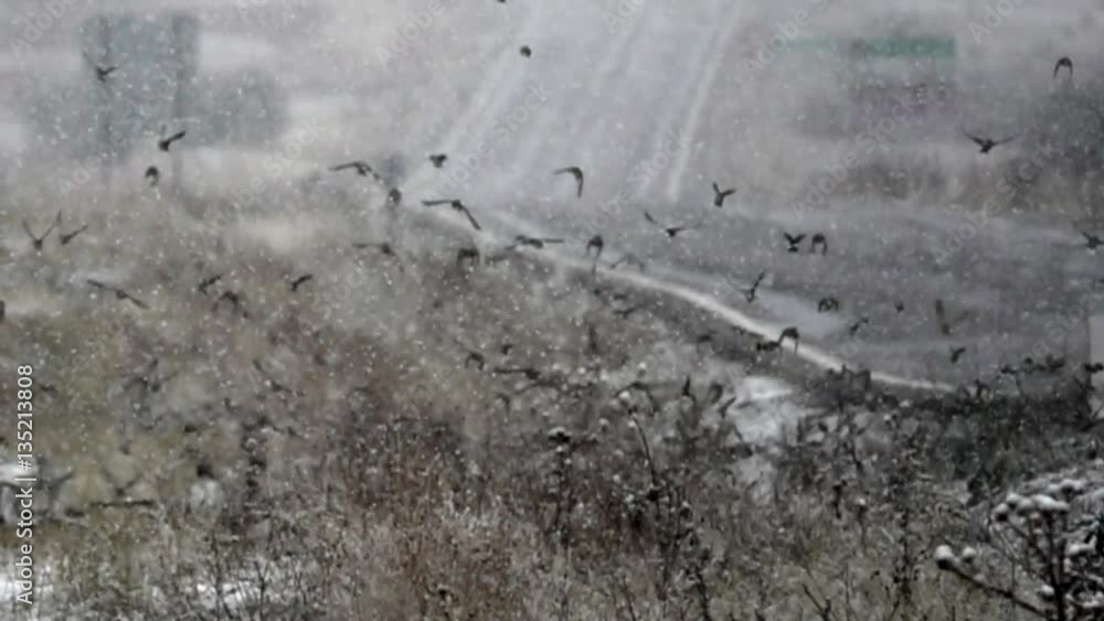 Band of sparrows crossing a road during a snowfall Band of sparrows crossing a road during a snowfall