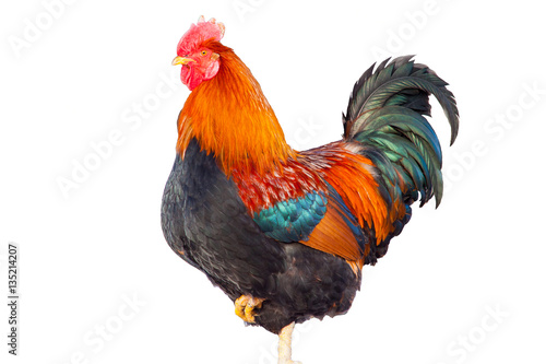 Christmas rooster isolated on white background © mironovm