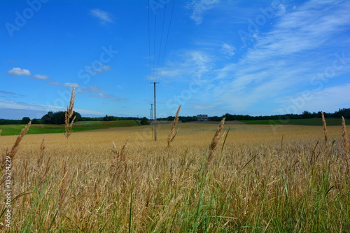 Summer day in Buk Goralski, Poland, near a field of wheat photo