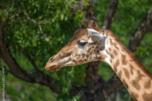 Quadro su tela Kordofan giraffe or camelopardalis antiquorum