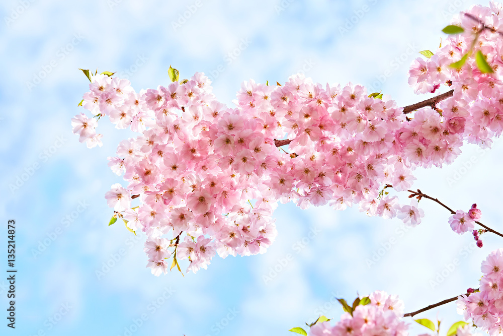 Fototapeta premium Blooming pink japan sakura flowers. Cherry tree branch on blue sky. Copy space