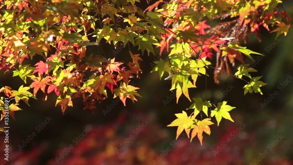 紅葉したもみじ/フィックス 紅葉したもみじ/フィックス