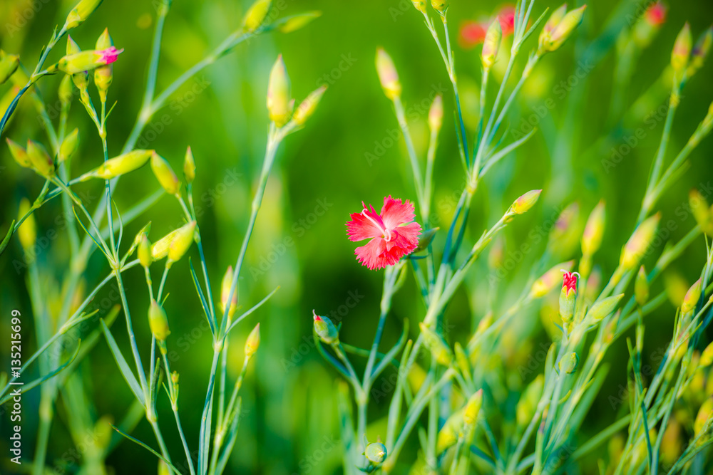 Obraz premium Beautiful flowers 