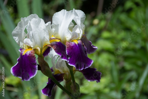Fototapeta Naklejka Na Ścianę i Meble -  fresh violet irises lit by the sun