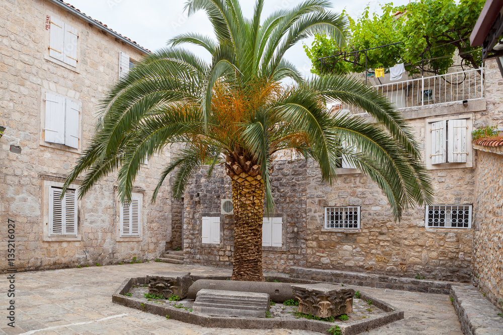 Palm tree on the cosy street of old town, Monenegro
