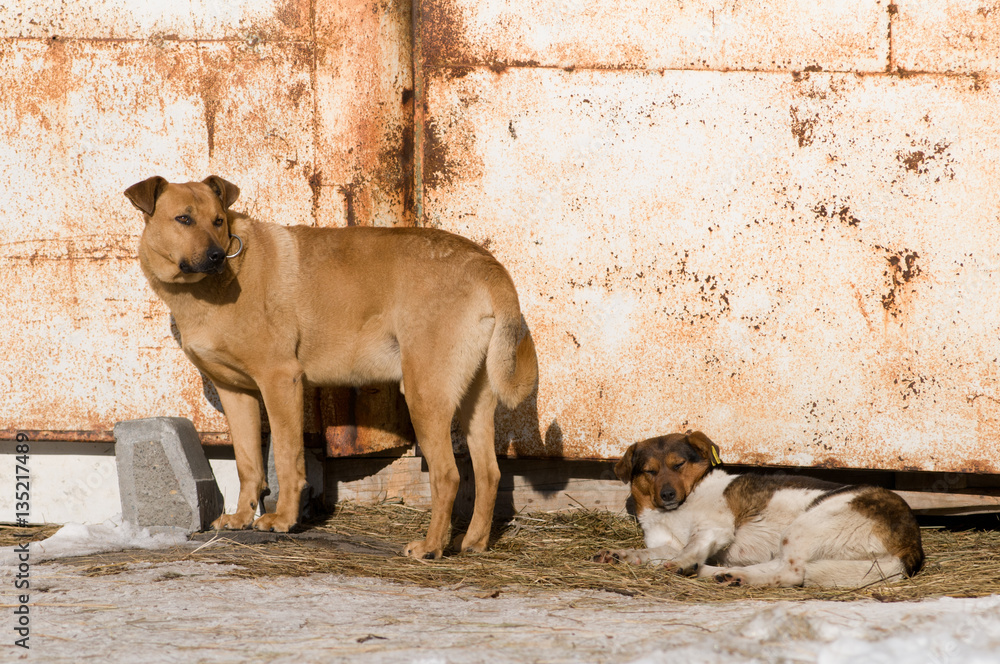 Two stray dogs near rusty colored gate Two stray dogs near rusty colored gate