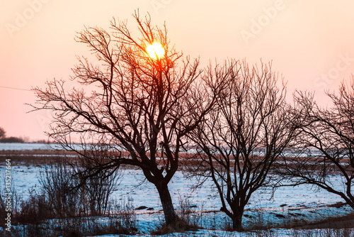 Winter sunset and trees