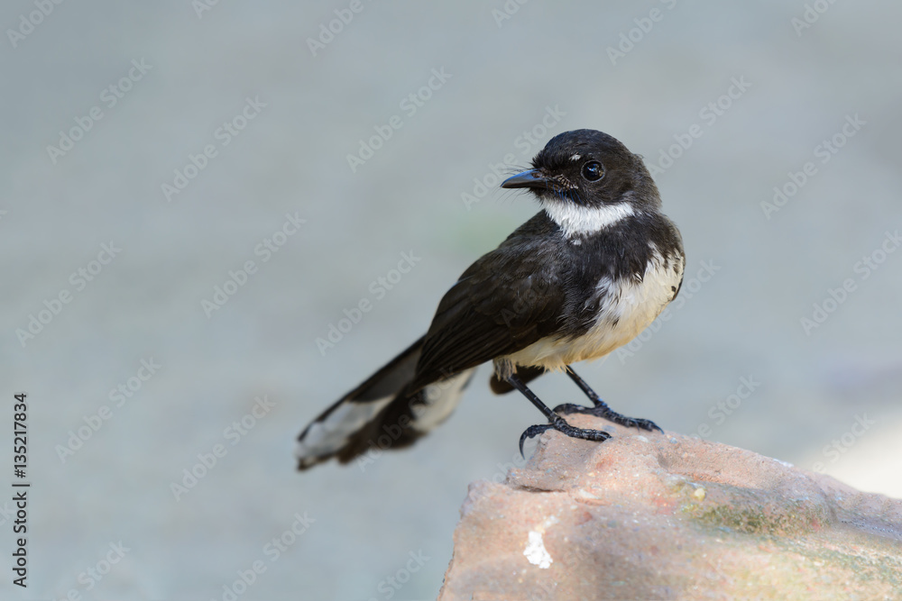 Malaysian pied fantail(Rhipidura javanica), beautiful bird standing on stone. Malaysian pied fantail(Rhipidura javanica), beautiful bird standing on stone.
